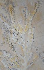 Brachyphyllum nepos SAPORTA - Bild &copy; FossNet FossilienStore